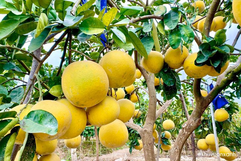 Bưởi Việt Nam Citrus maxima (Burman) Merr