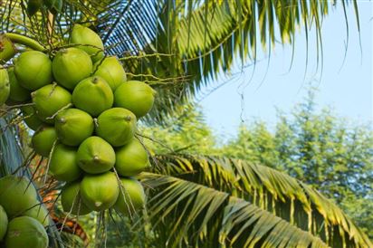 Góp ý dự thảo báo cáo phân tích nguy cơ dịch hại đối với dừa tươi của Việt Nam xuất khẩu sang Hoa Kỳ