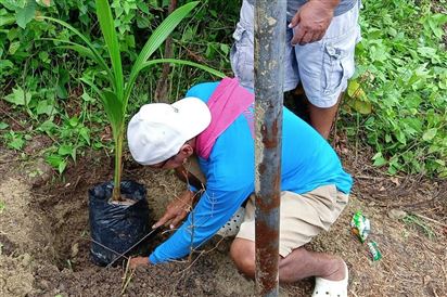 Philippines sẽ tăng gấp đôi mục tiêu trồng lại dừa vào năm 2026