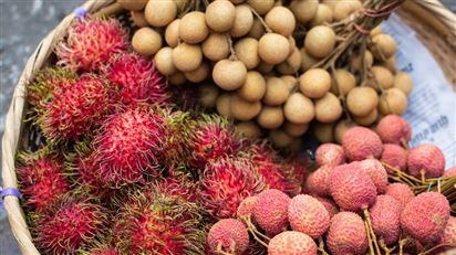 Góp ý bản dự thảo các Nghị định thư về yêu cầu kiểm dịch thực vật đối với vải, nhãn, chôm chôm khoai lang xuất khẩu từ Việt Nam sang Trung Quốc