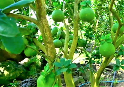 Phát triển bền vững vùng cây ăn quả