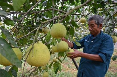 Quy hoạch vùng trồng cây ăn quả đáp ứng tiêu chuẩn xuất khẩu