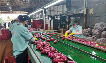 Chuẩn bị mọi điều kiện cho lô khoai lang đầu tiên xuất khẩu sang Trung Quốc