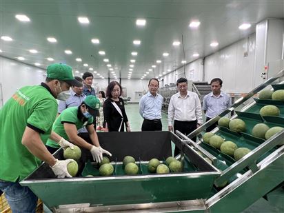 Chuẩn bị lễ công bố xuất khẩu lô bưởi da xanh đầu tiên của Việt Nam sang thị trường Hoa Kỳ