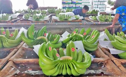 Gia nhập ‘câu lạc bộ’ tỉ đô la: Sức bật cho xuất khẩu chuối Việt Nam năm 2023