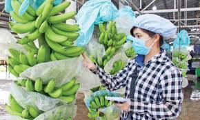 Yêu cầu kiểm dịch thực vật đối với quả chuối tươi xuất khẩu từ Việt Nam sang Trung Quốc