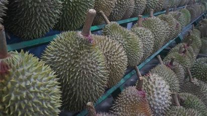 Sầu riêng hiện là trái cây xuất khẩu hàng đầu của Việt Nam, với hơn 90% xuất khẩu sang Trung Quốc
