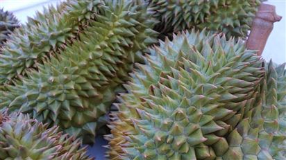 Sầu riêng tươi của Campuchia được cấp phép tiếp cận thị trường Trung Quốc