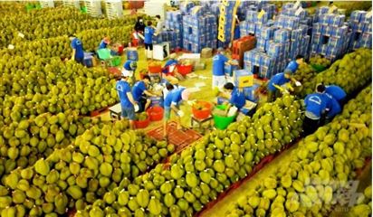 Bộ NN-PTNT đề nghị siết chặt kiểm tra trái cây xuất khẩu sang Trung Quốc