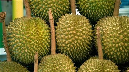 Thái Lan tăng cường kiểm soát chất lượng đối với sầu riêng từ các vùng sản xuất phía Nam