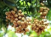 Tóm tắt yêu cầu kiểm dịch thực vật nhập khẩu của Nhật Bản đối với quả nhãn tươi của Việt Nam