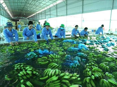 Xuất khẩu quả chuối vào thị trường Trung Quốc: Cách nào để gia tăng thị phần?