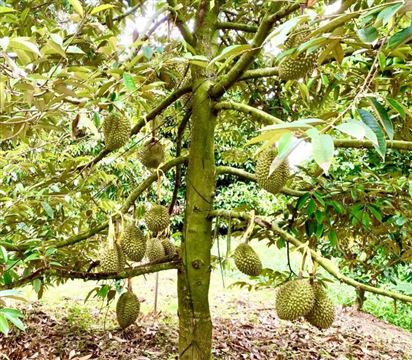 Long An tăng cường kiểm tra, giám sát hoạt động sản xuất, xuất khẩu sầu riêng